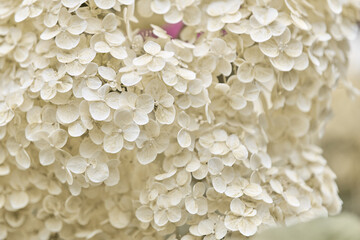 Close-up of pale white hydrangea flowers in soft natural light