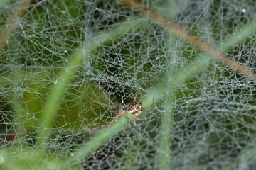 Spinnennetz, Spinngewebe, Spinnengewebe,  Baldachinspinnen © Peter Oetelshofen