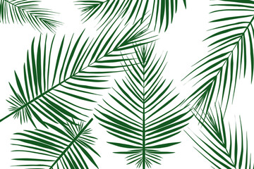 wallpaper of a bunch of coconut leaves on a white background