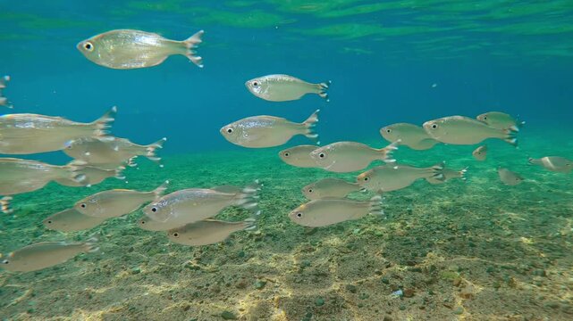 Beneath sunlight, Barred Flagtail swims through shallow waters, their scales shining with every moves. Five-striped Flagfish (Kuhlia mugil) form group, swimming and glittering under radiant sunshine