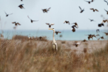 Gray heron (Ardea cinerea) in natural wetland habitat