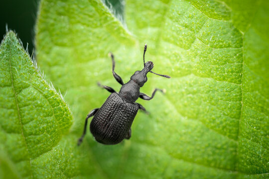 Birch leaf roller (Deporaus betulae) macro, weevil responsible for leaf rolling behavior