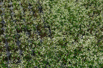 A lush nursery showcases numerous small plants Euphorbia graminea