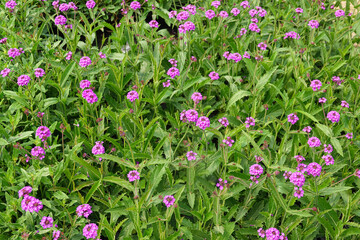 clusters of purple flowers verbena flourish in a thriving garden setting.