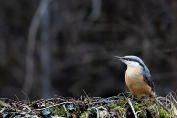Eurasian Nuthatch Perched on Moss Covered Tree Stump in Woodland