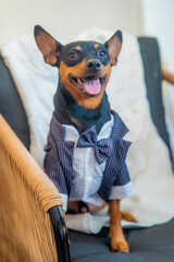 Petit chien Pinscher portant un noeud papillon bleu, portrait de mariage canin © BM Photographe
