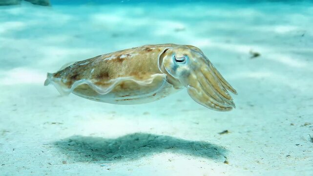 Wildlife underwater scene with a cuttlefish swimming near the sandy ocean floor in a clear blue environment from a top viewpoint