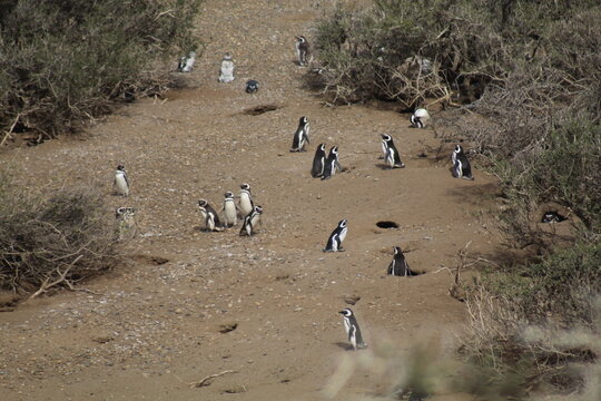 Col&ocirc;nia de pinguim de Magalh&atilde;es, na Patag&ocirc;nia Argentina. Foto tirada no Parque Nacional Monte Leon