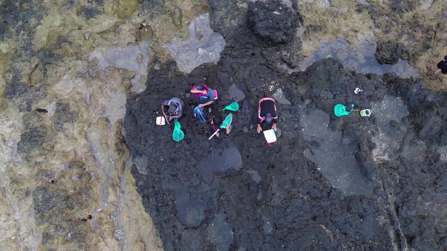 An aerial view of people picking opihi or limpets on exposed rocks at low tide, using buckets and tools to harvest the small shellfish.