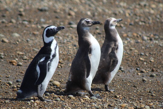 pinguim de Magalh&atilde;es em Punta Quilla, em Puerto Santa Cruz, na Patag&ocirc;nia Argentina 