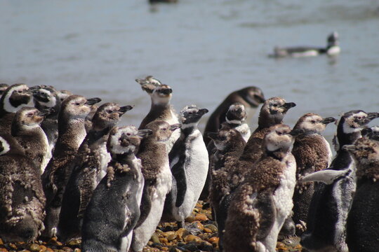 pinguim de Magalh&atilde;es em Punta Quilla, em Puerto Santa Cruz, na Patag&ocirc;nia Argentina 