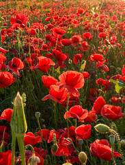 Obraz premium Close up of red poppies in a green field. Nature, growth, and seasonal beauty of wildflowers.