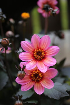 Pink garden flowers collection with closeup dahlias, cosmos, daisies, poppy and bacopa in natural summer and spring light