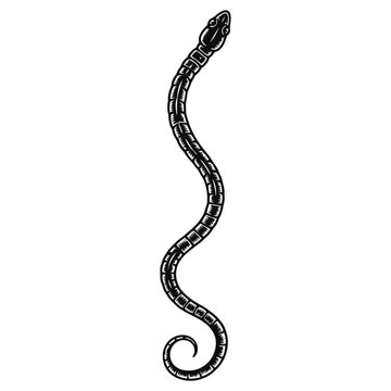 A wild black and brown python snake and sleek serpent animal isolated on a white studio background as an abstract reptile pet from nature