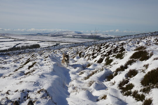 Northern Inuit playing in the Snow on Elslack Moor and Pendle Hill, from Near Lothersdale, The Yorkshire Dales, North Yorkshire, England, UK