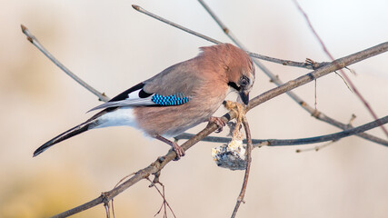 blue tit on branch