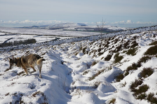 Northern Inuit playing in the Snow on Elslack Moor and Pendle Hill, from Near Lothersdale, The Yorkshire Dales, North Yorkshire, England, UK