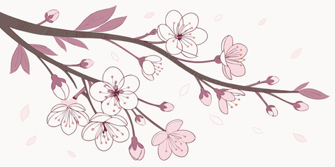 Elegant cherry blossom branches with pink flowers and falling petals, vector