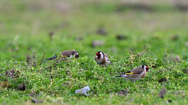goldfinch feeding on grass