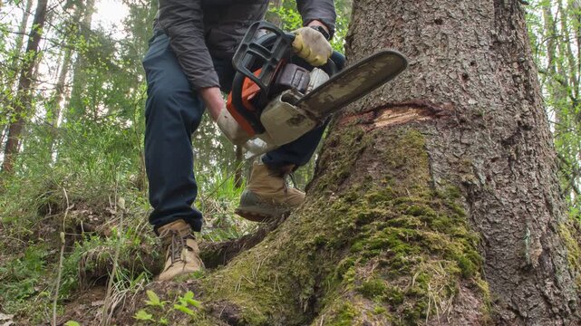 Wild Forest Logging. A lumberjack with a chainsaw starts felling a large pine tree against the backdrop of a wild forest