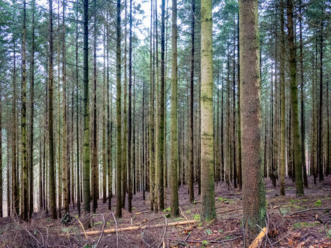 Mischwald im Winter