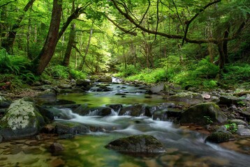 Obraz premium A serene forest stream cascades over mossy rocks amidst vibrant green foliage