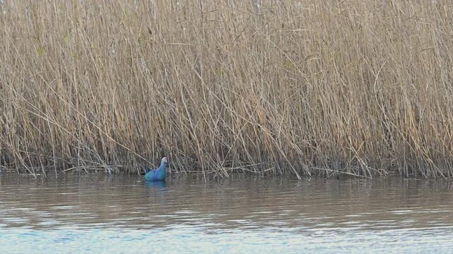 purple swamphen is walking in the river