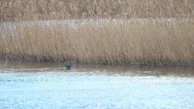 purple swamphen is walking in the river
