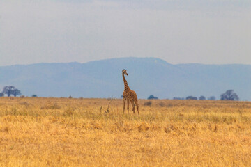 Giraffe in savanna in Tarangire national park in Tanzania. Wild nature of Tanzania, East Africa