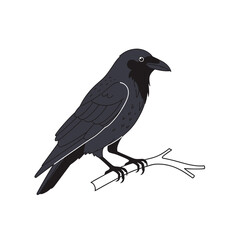 Fototapeta premium A Detailed Illustration Of A Raven Perched Gracefully On A Branch