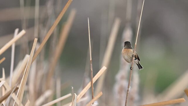stonechat is on a branch