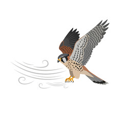 Fototapeta premium American Kestrel Soaring Through Gusty Winds Majestic Bird in Flight