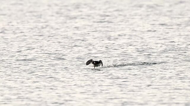 Red-breasted Merganser duck is flying