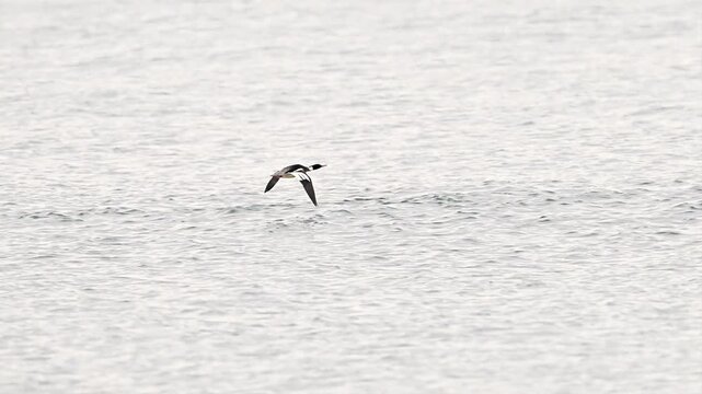 Red-breasted Merganser duck is flying