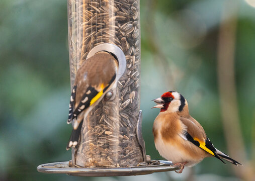 zwei Stieglitze, Distelfinken, Carduelis carduelis, am Futterplatz, einem Zylinder, gef&uuml;llt mit Sonnenblumenkernen im winterlichen Garten in Mitteleuropa
