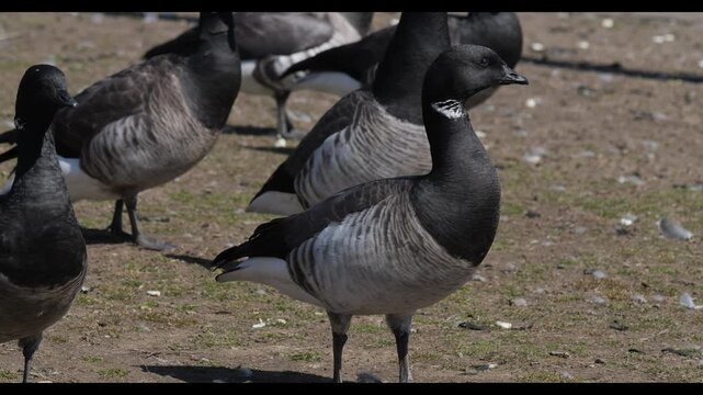 Atlantic brant