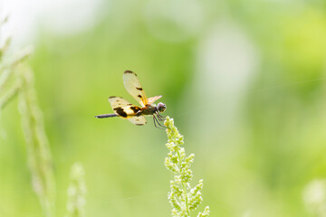 Birds and nature photo