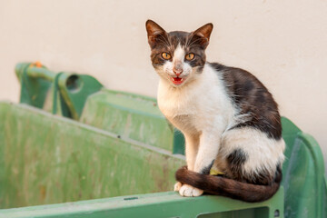 Stray cat on a green dumpster, looking directly at the viewer with an open mouth, conveying urban wildlife and survival