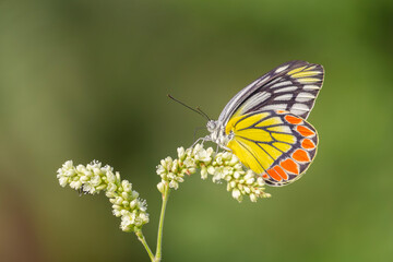 Obraz premium Birds and nature photo