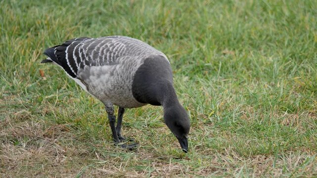Atlantic brant 2