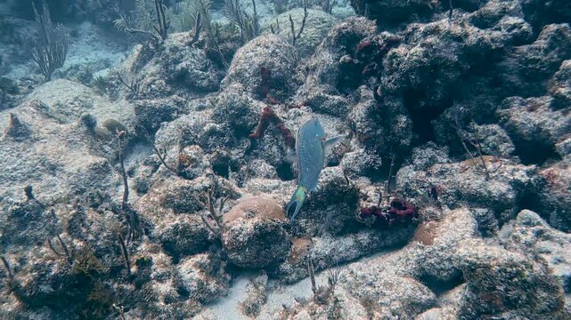4K Underwater Footage of Stoplight Parrotfish (Sparisoma viride) Shaking Off Remora in the Florida Keys