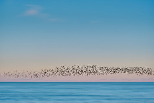 A murmuration of starlings flying over a calm blue ocean beneath a soft pastel sky