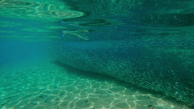 Sea Needle watches for prey in long, dense school of Silversides that gather in shallow water during spawning season, stretching out in lengthy chain alongside shore. Garfish hunts bait balls.