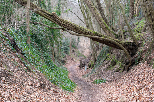Hollow Road in Martellekensbos