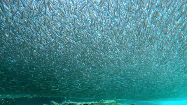 Expertly camouflaged Lizardfish blend into sand while eyeing thick stream of migrating Atherina fish. Vast shoal of Silversides hovers just above lurking predators during peak spawning season