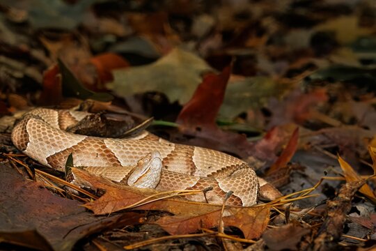 Eastern Copperhead