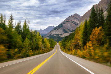 Drive in the larches