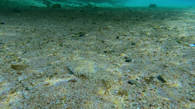Leopard Flounder moves across sandy bottom in sun glare, swimming under huge cloud of subsurface Silversides Atherina that swims in continuous stream during its migration to shoal.