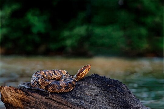 Northern Cottonmouth