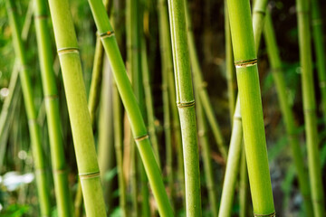 Fototapeta premium Green Bamboo Stalks in a Lush Forest Grove Close-Up Natural Texture and Tranquil Zen Scene